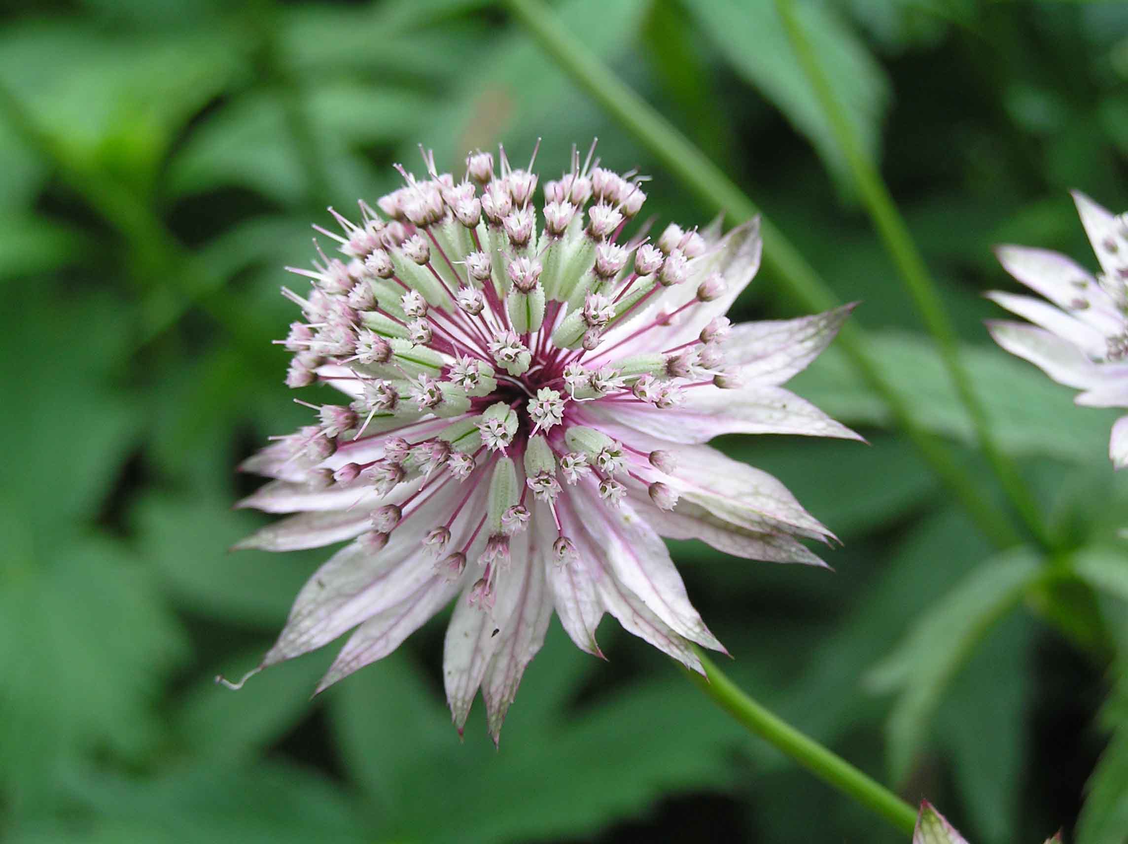 White Astrantia flowering seeds for gardens