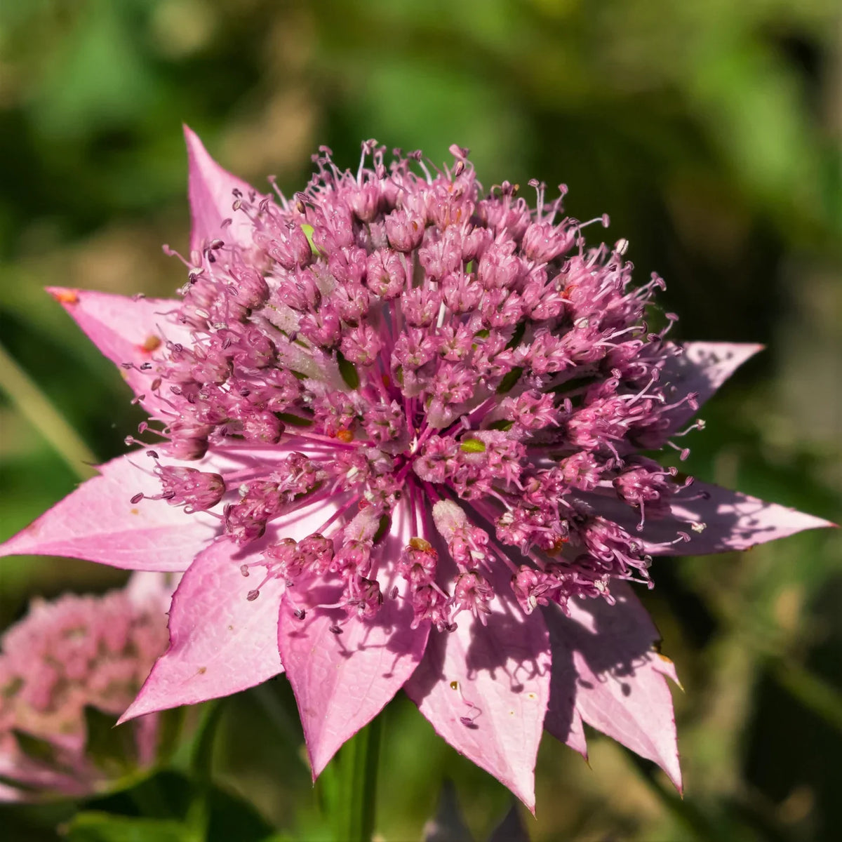 Astrantia (Astrantia Pincushion) seeds for planting in home garden