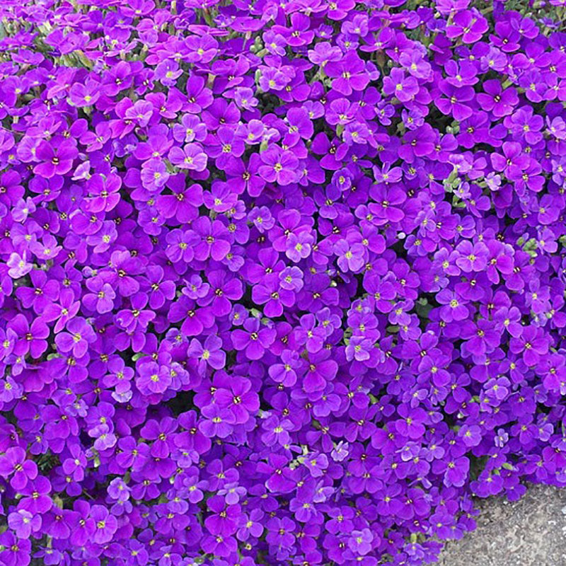 Aubrieta Cascade Purple Flower Seeds For Planting