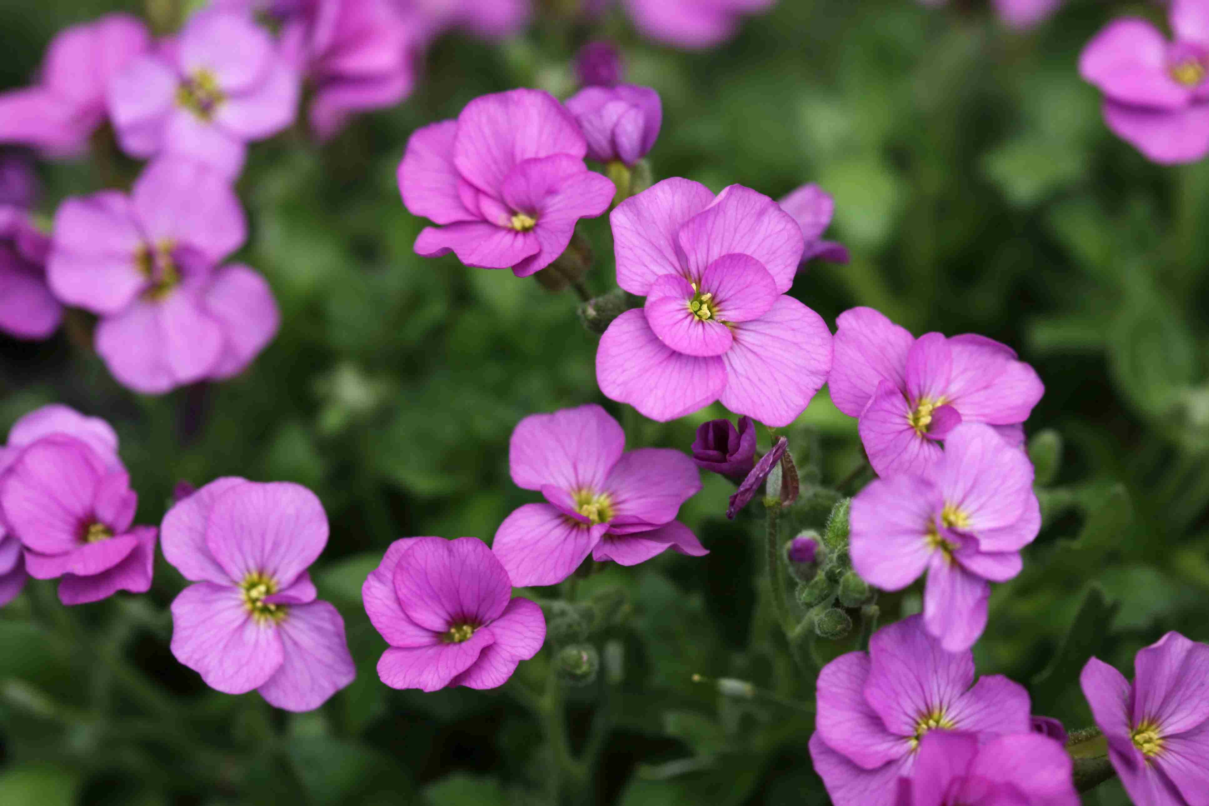 Aubrieta Cascade flowering seeds for gardens