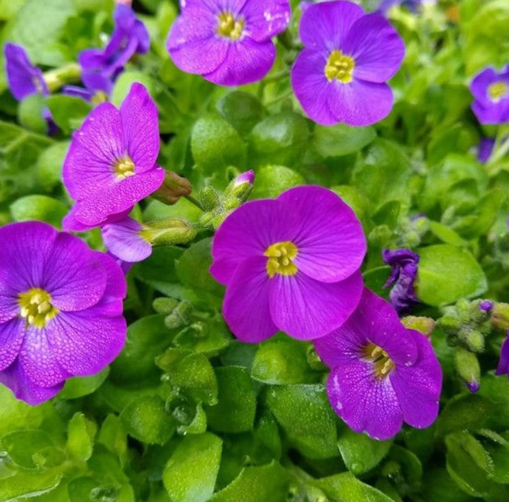 Non GMO Blue Aubrieta seeds