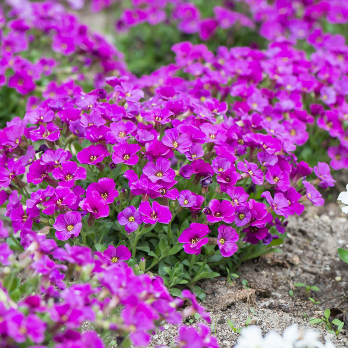Ornamental Blue Aubrieta seeds for landscapes