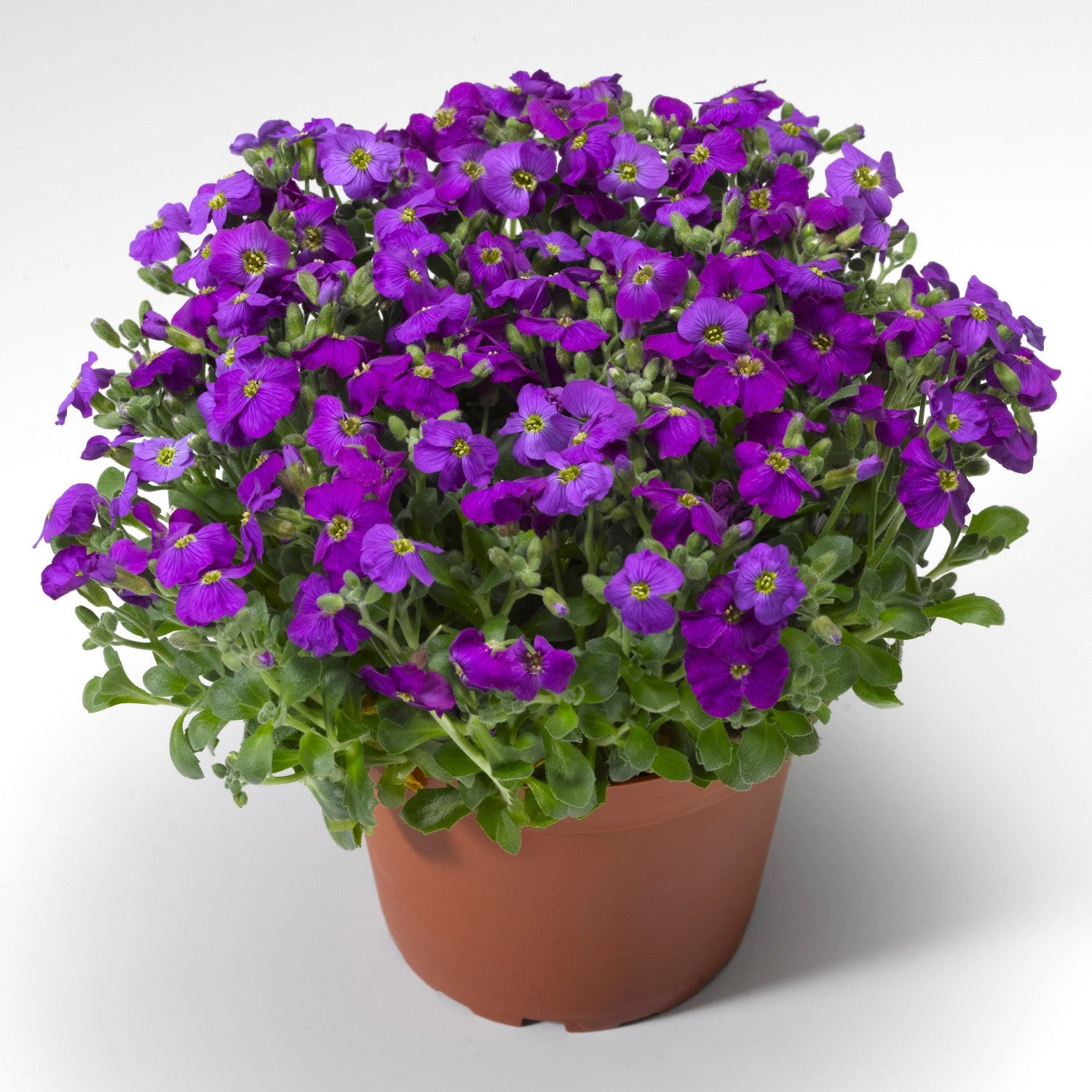 Blue Aubrieta seeds for planting