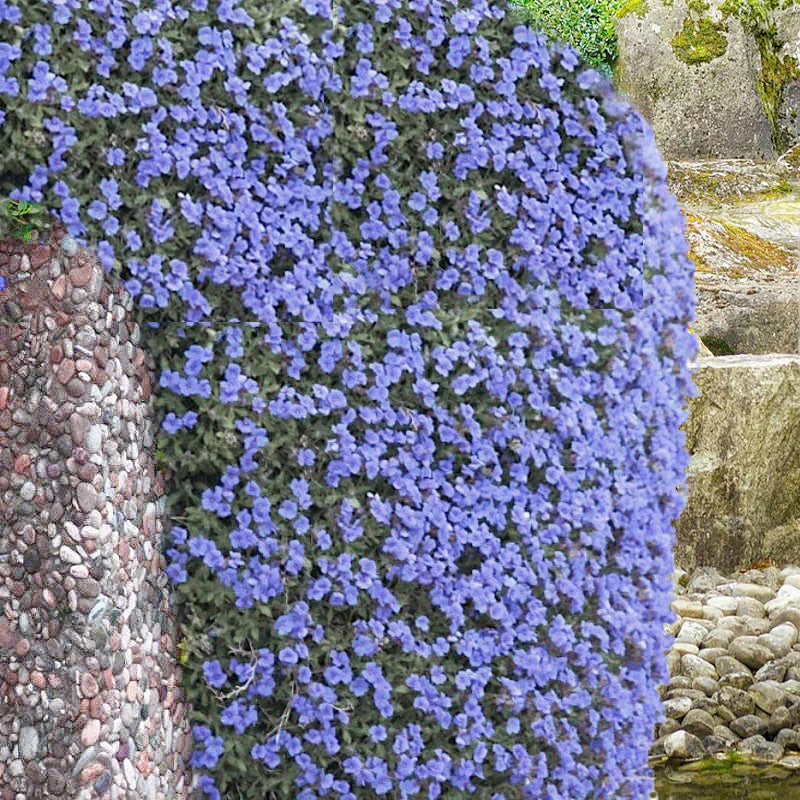 Rock Cress Light Blue Flower Seeds For Vibrant Garden Blooms