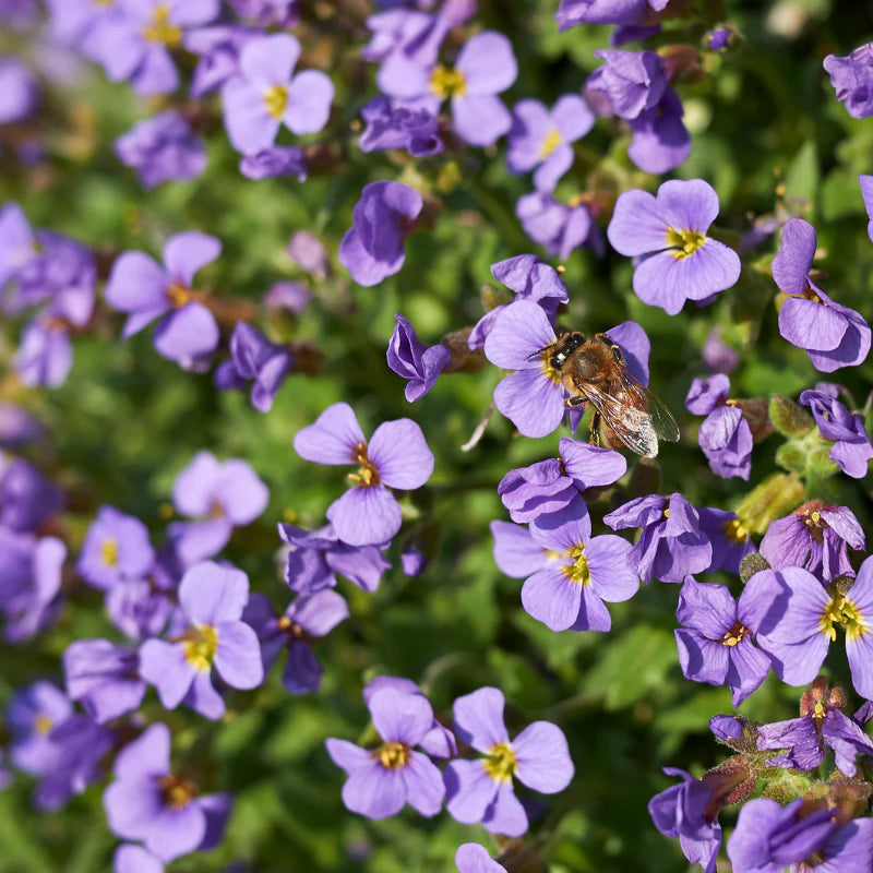 Aubrieta Deltoidea Flower Seeds for Planting
