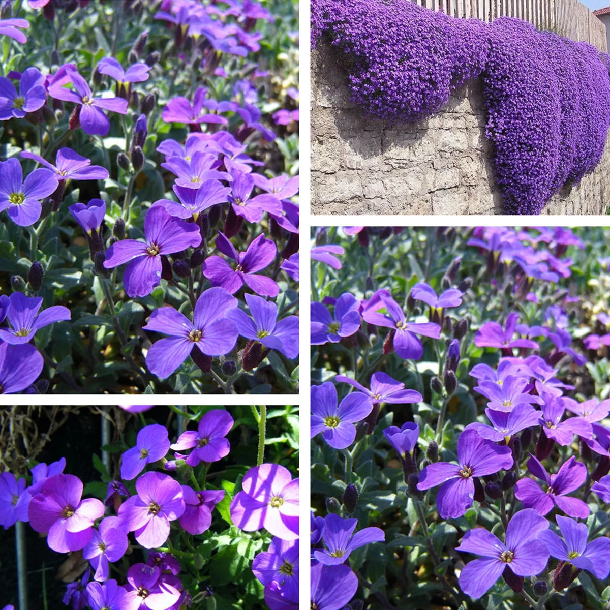 Rock Garden Aubrieta Seeds