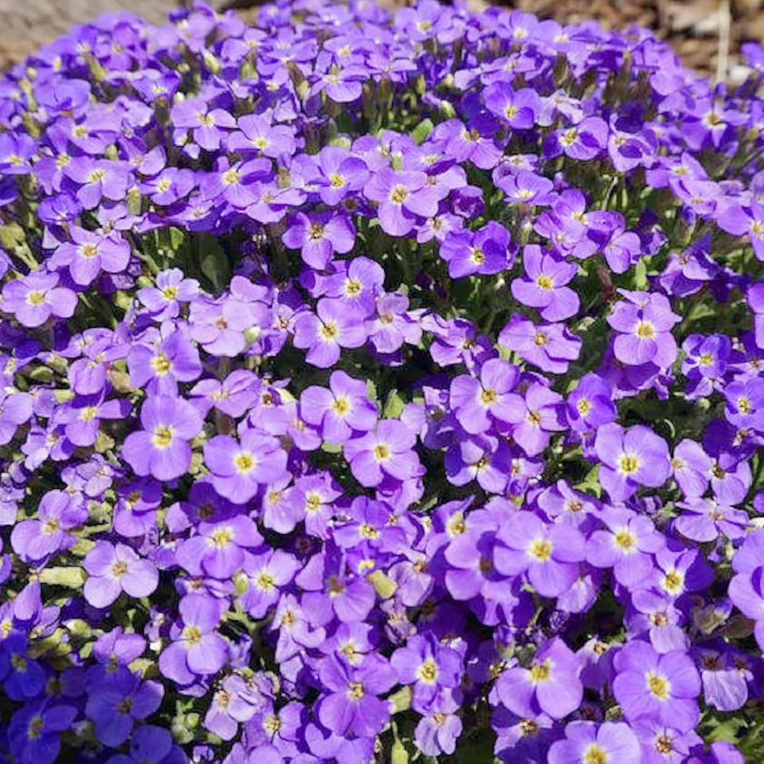 aubrieta-berro-de-roca-seeds