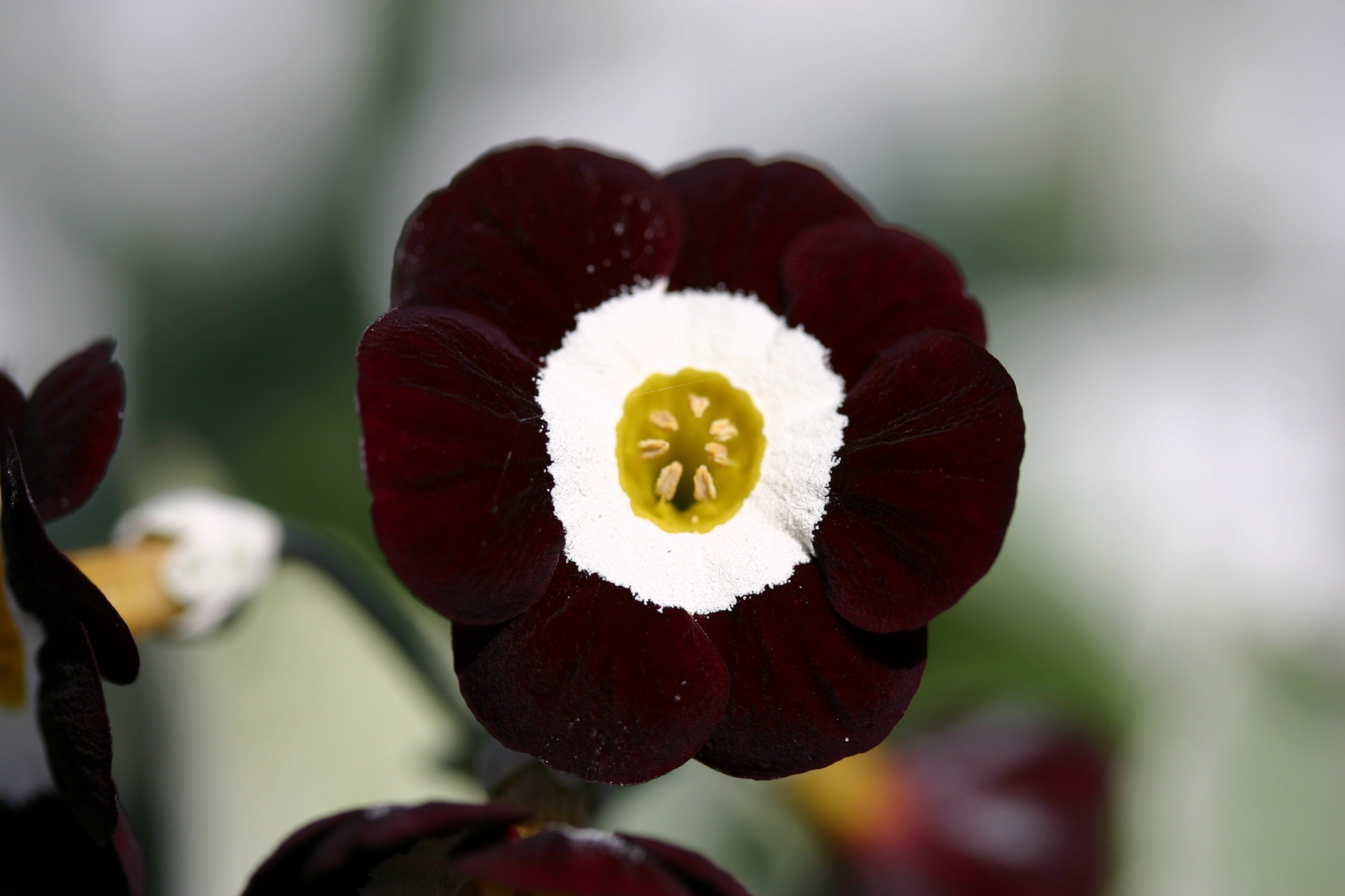 Primula Auricula Black Flower Seeds - Planting Kit