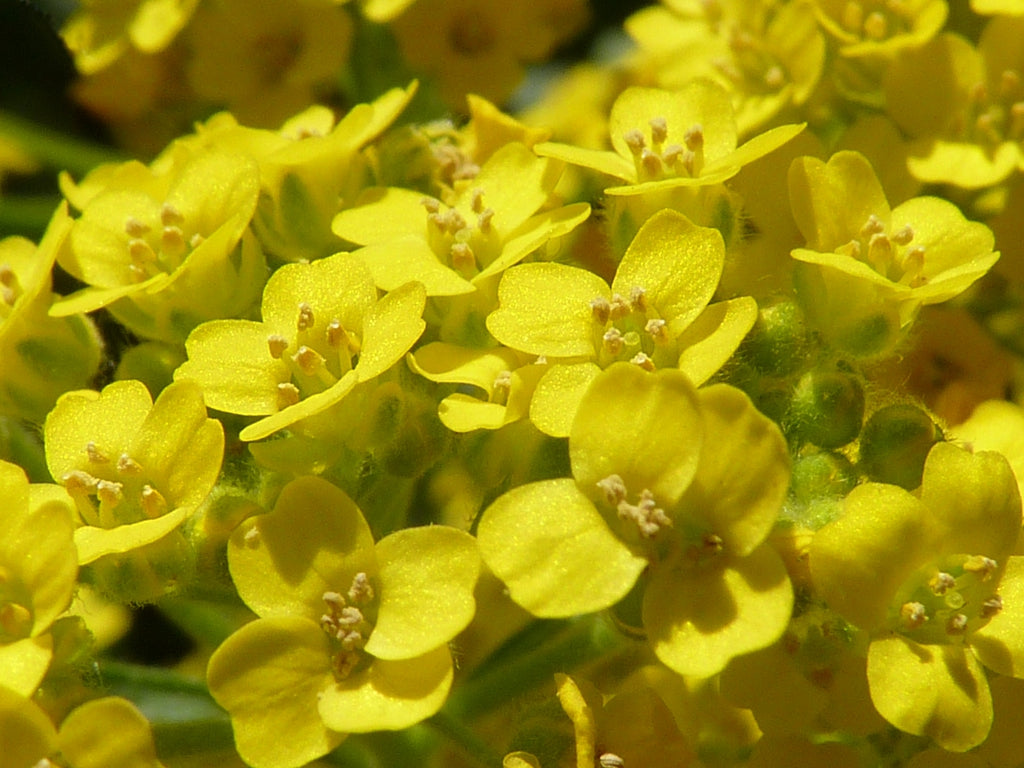 Yellow Aurinia Saxatilis Flower Seeds Planting