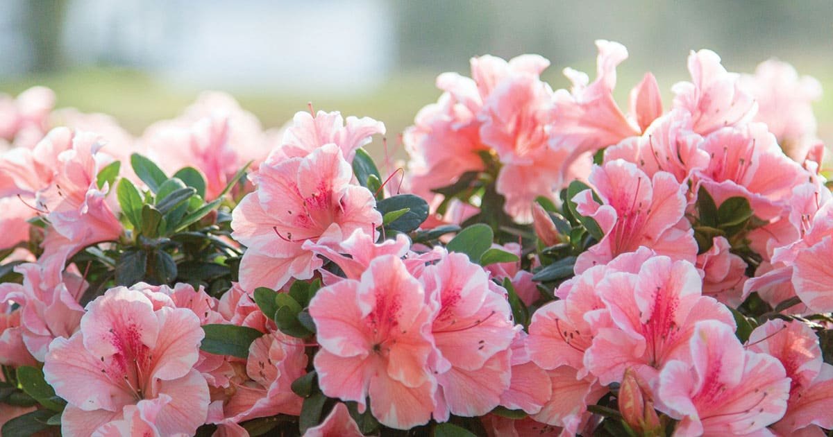 Azalea Seeds For Planting - Pink & White Blooms A Beautiful Garden