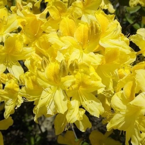 Yellow Azalea Flower Seeds For Planting - Brighten Your Garden