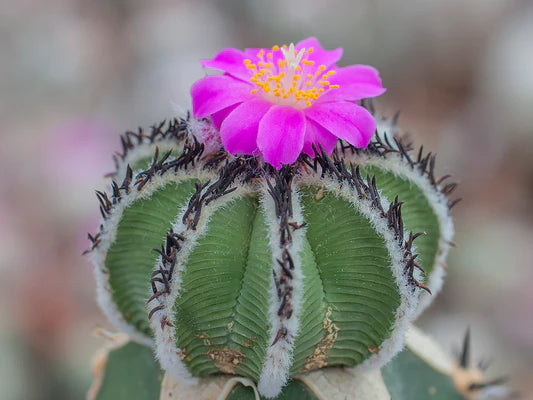 Aztekium Valdezii cactus flowering seeds