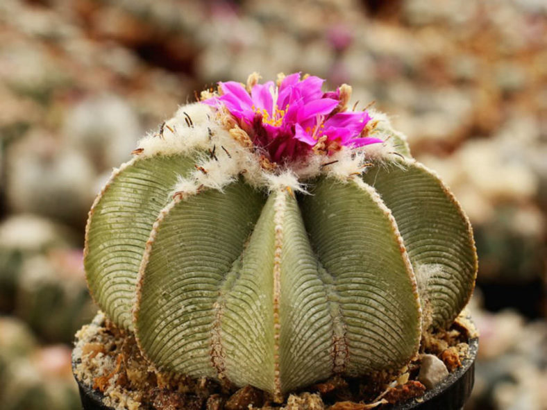 Non GMO Aztekium Valdezii seeds