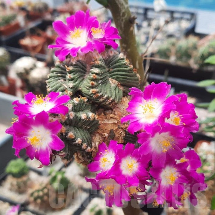 Ornamental Aztekium Valdezii seeds for collectors