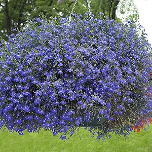 Lobelia Blue Wings seeds for vibrant blue flowers