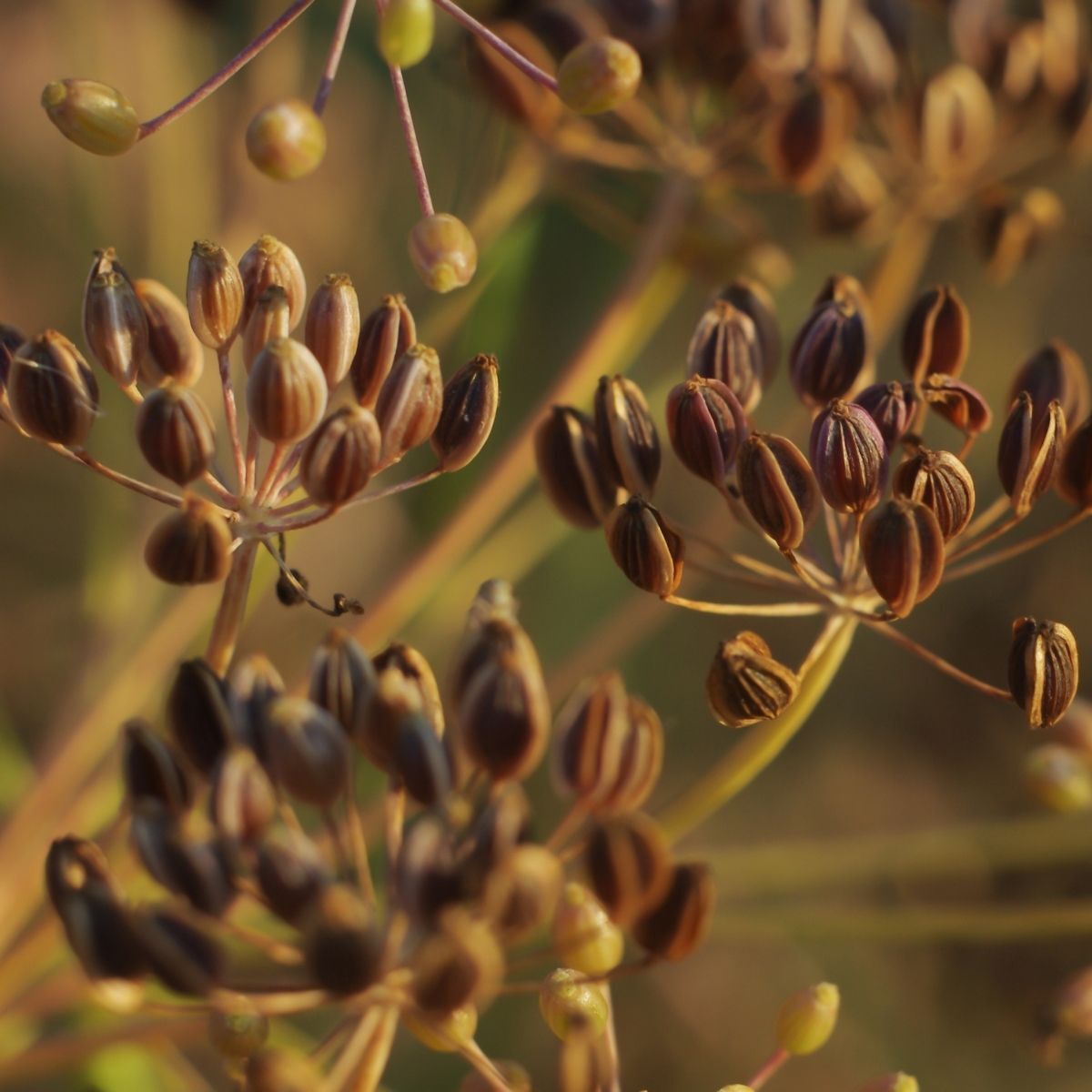 Compatto Dill (Anethum graveolens) Seeds