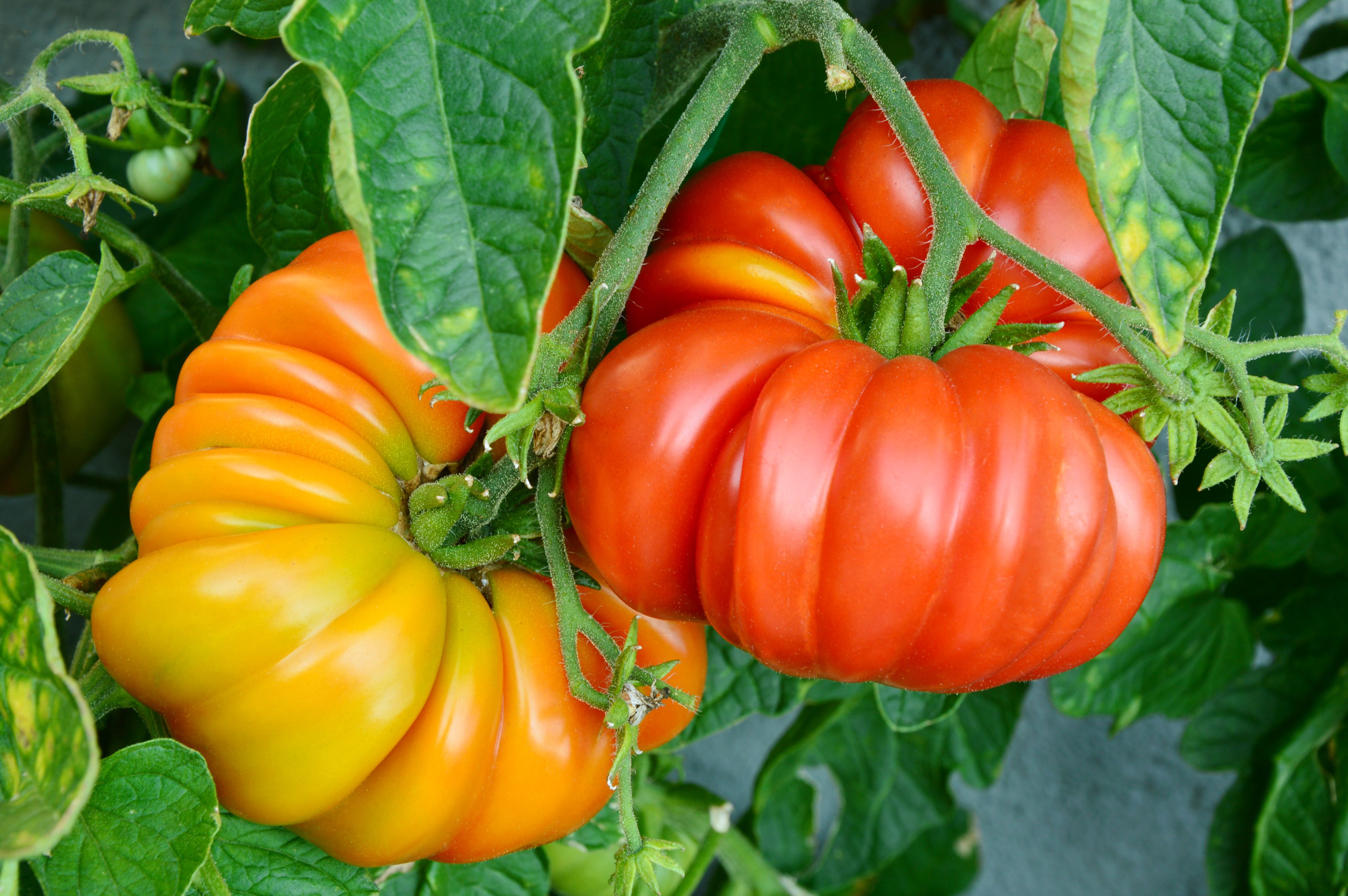 Big Tomato Seeds For Planting - Exotic Dark Orange Stunning Gardens Vegetable Seeds