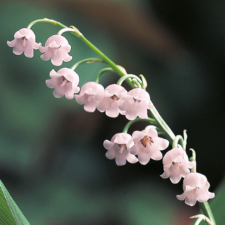 Pink Bell Orchid Seeds For Planting Flower