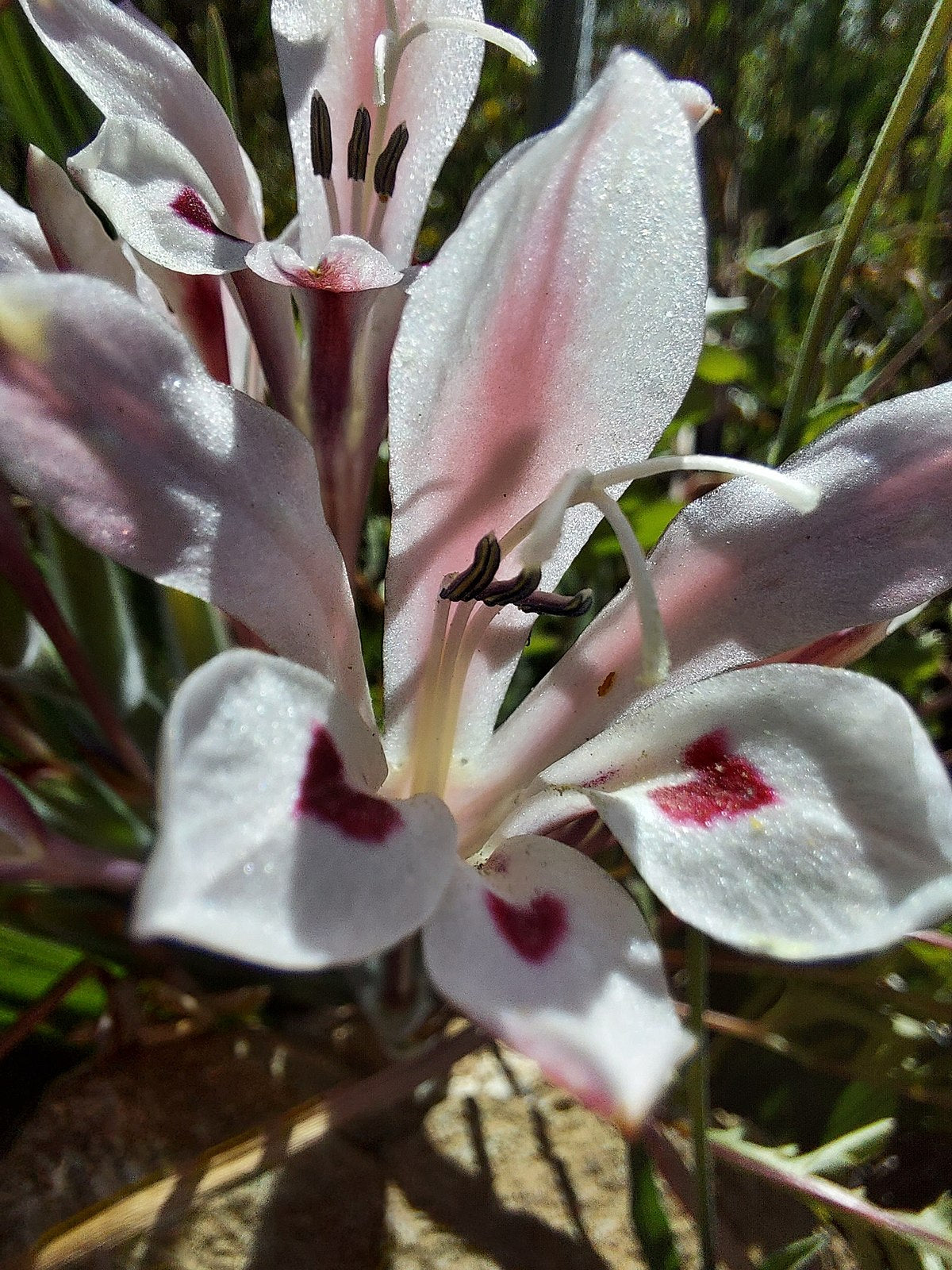 Babiana Tubulosa Flower Seeds - Easy Planting For Vibrant Blooms