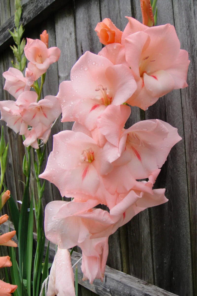 Baby Pink Gladiolus used as elegant cut flowers