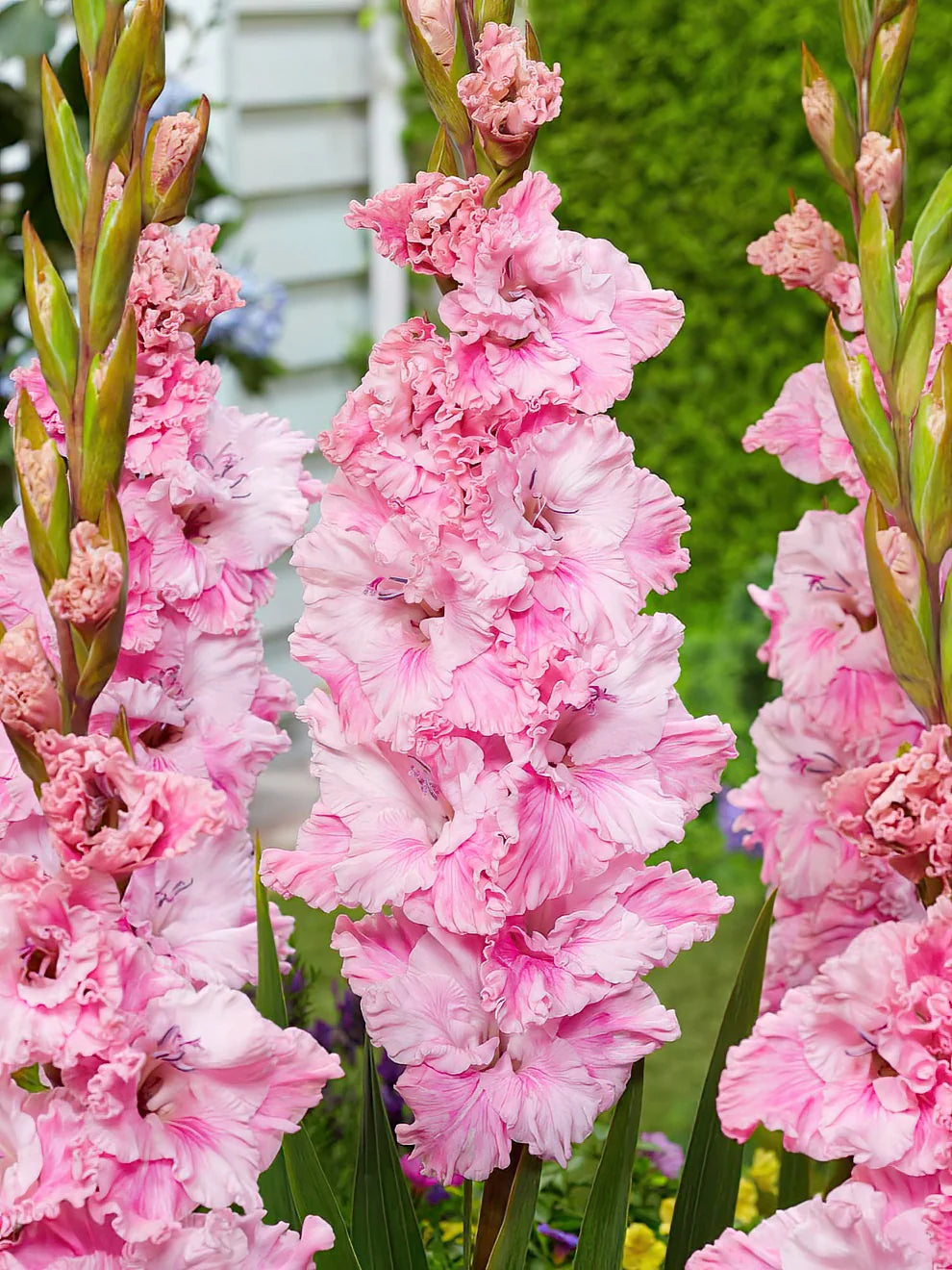 Non-GMO Baby Pink Gladiolus seeds