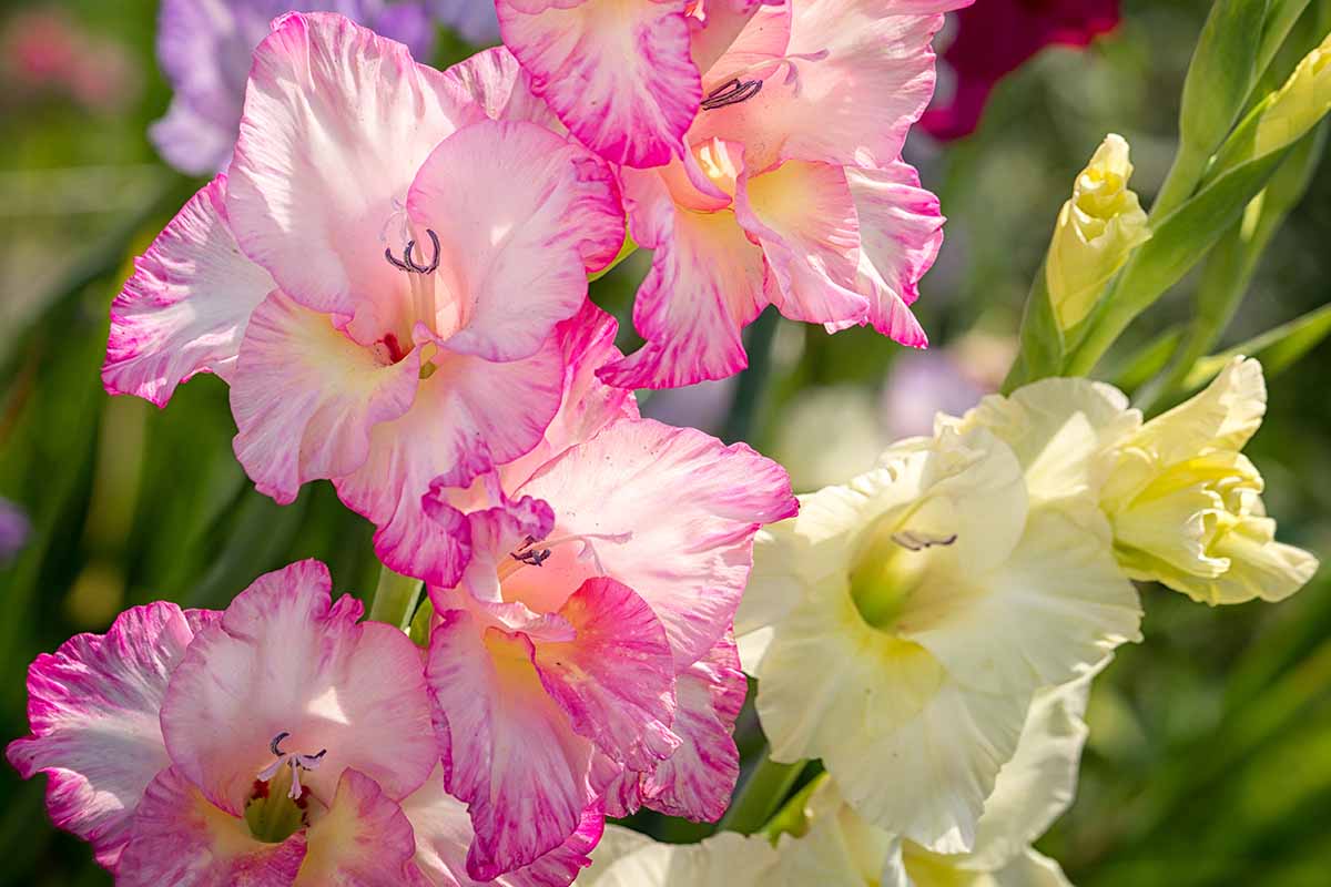 Ornamental Baby Pink Gladiolus flowering plant