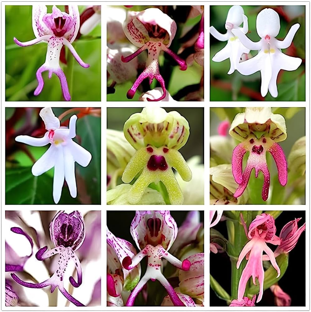 Baby pink orchid seeds for indoor and outdoor gardening