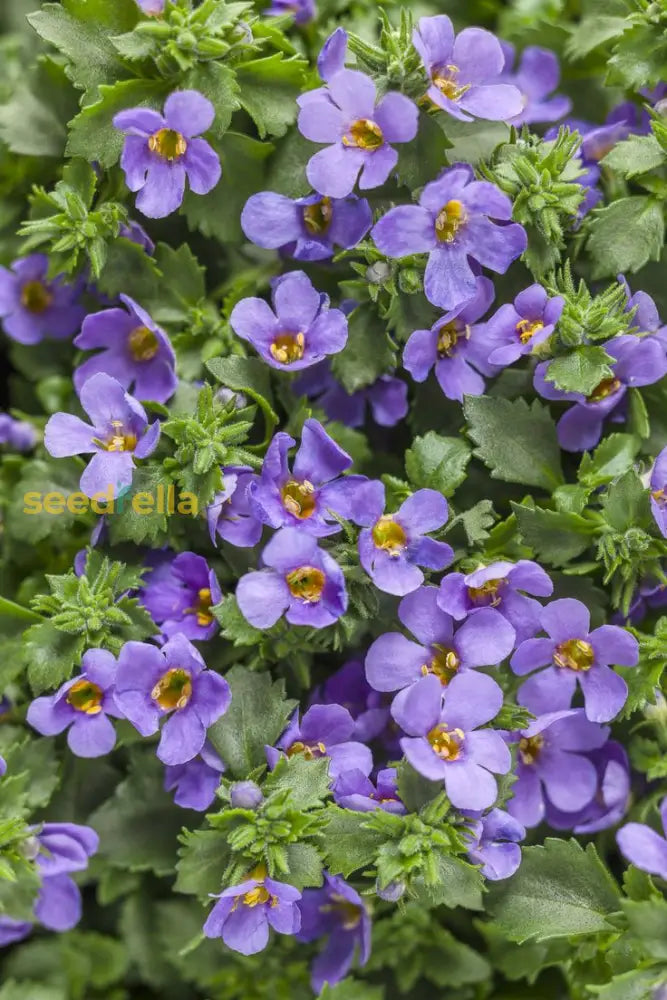 Blue Bacopa Blutopia bloom seeds for gardens