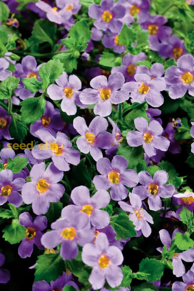 Non GMO Bacopa Blutopia seeds for gardening
