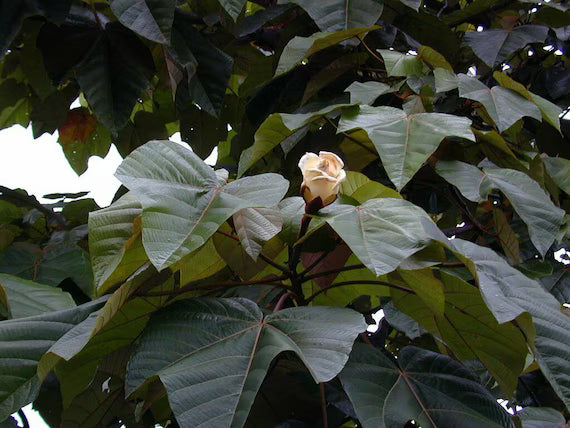 Non GMO yellow Balsa tree seeds for gardening