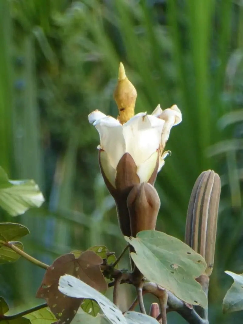 Yellow Balsa tree seeds for planting