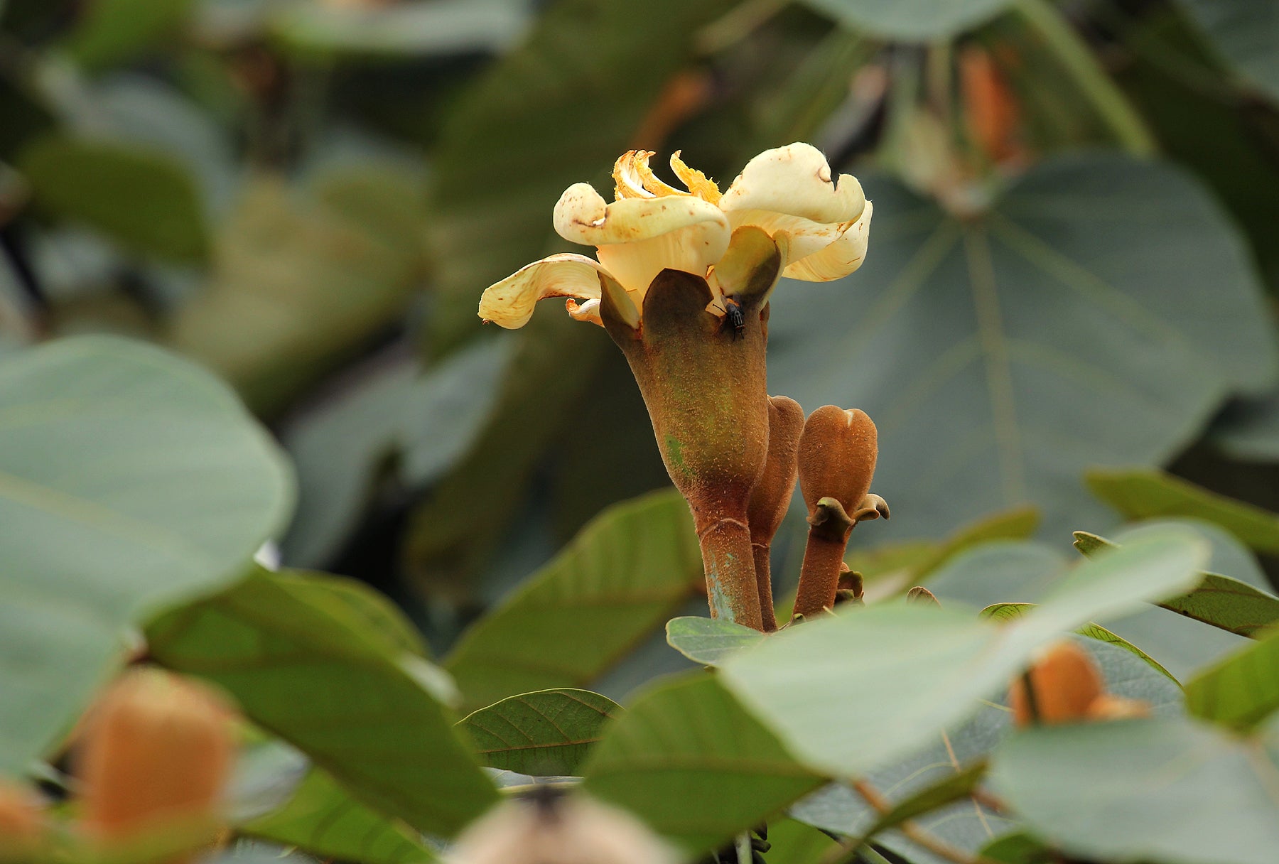 Yellow foliage Balsa tree seeds for home gardens