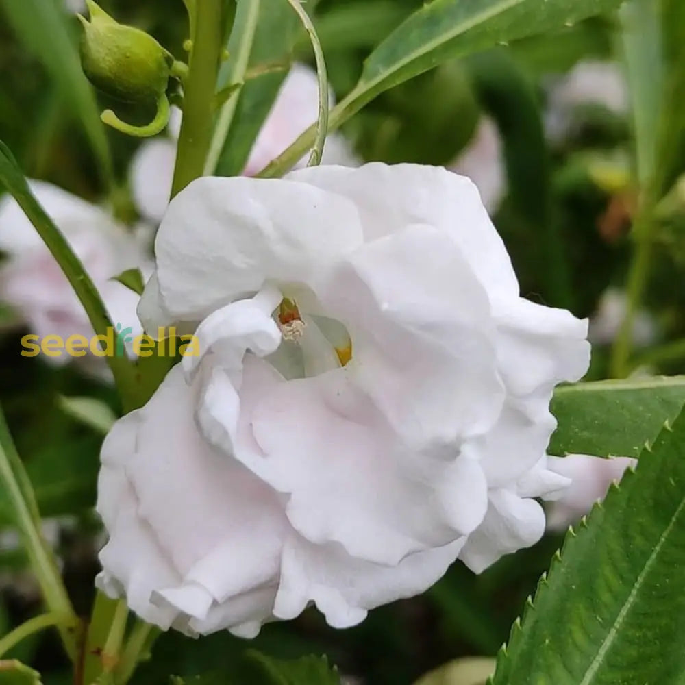 White Balsamina seeds for planting