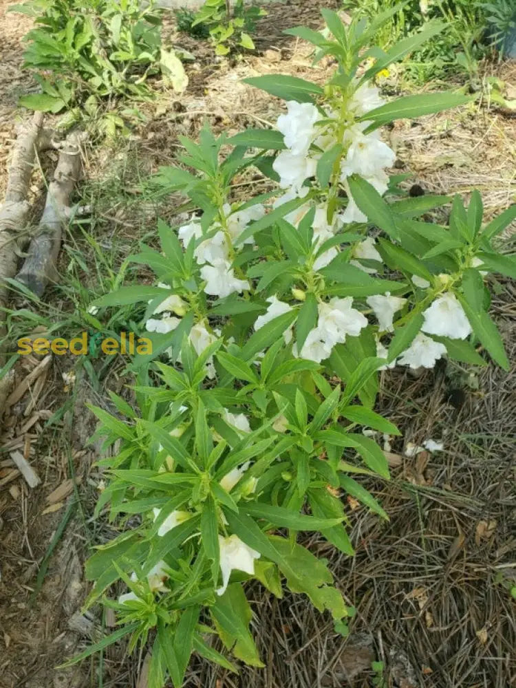 White Balsamina flowering seeds for gardens