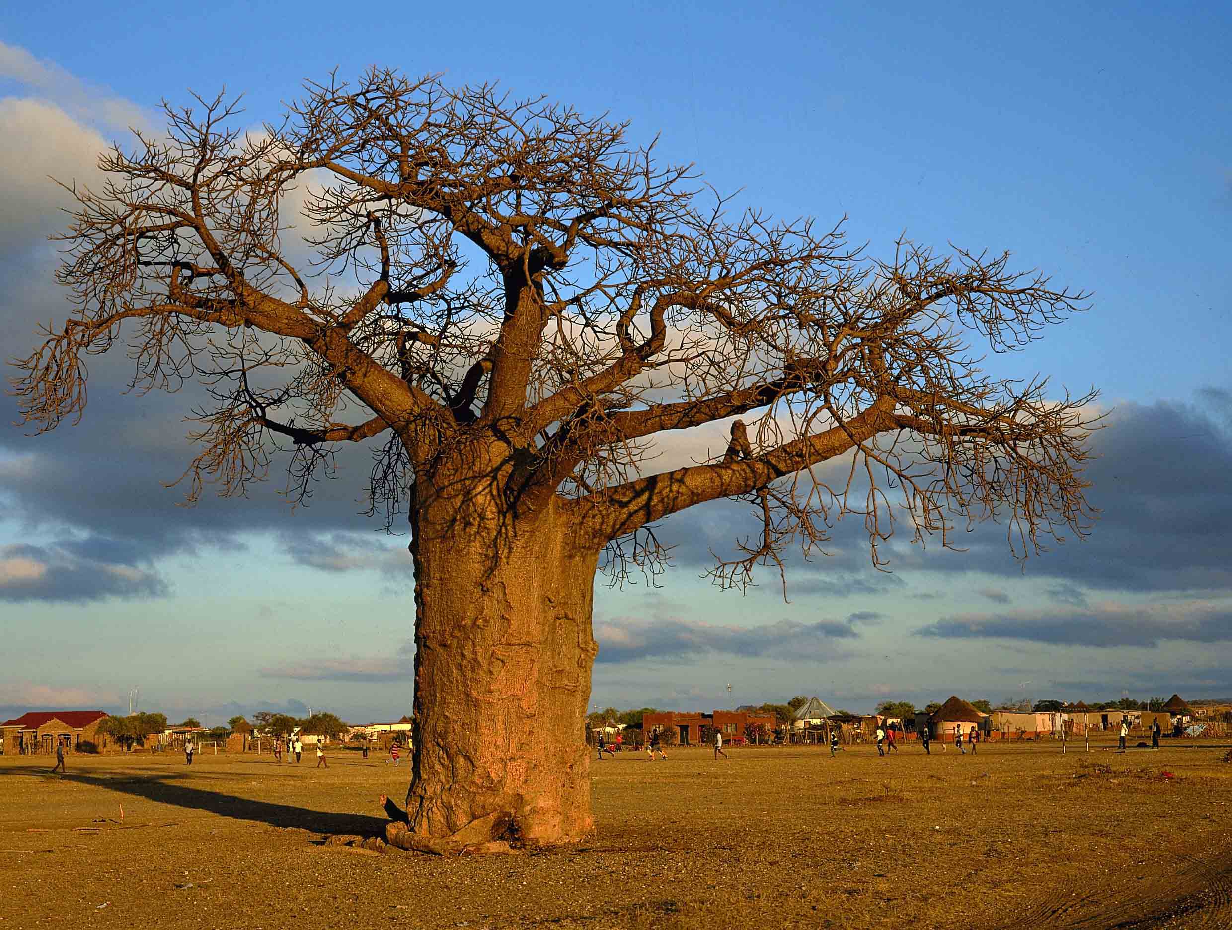 Baobab Tree Seeds For Planting - Create Iconic Silhouettes Plant Seeds