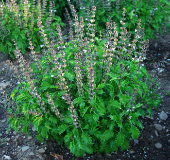 Mrihani Basil (Ocimum basilicum 'Mrihani') Organic Seeds