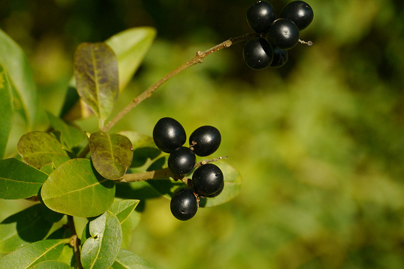 Bay Laurel Seeds For Culinary Planting Herb