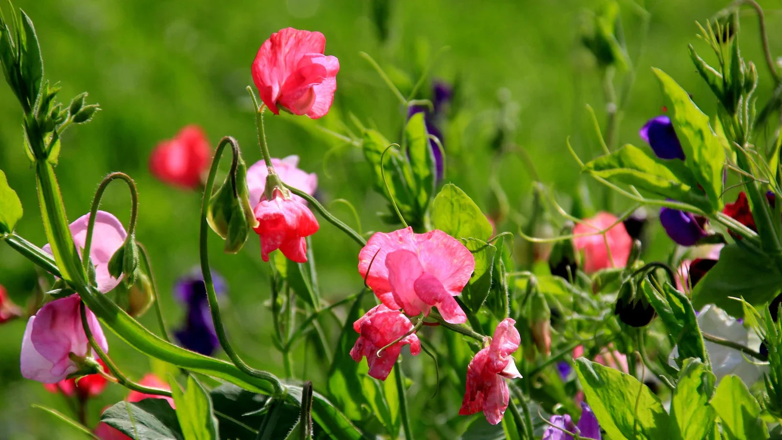 Sweet Pea Flower Seeds Planting - Seed For Elegant Blooms And Fragrant Vines In Your Garden