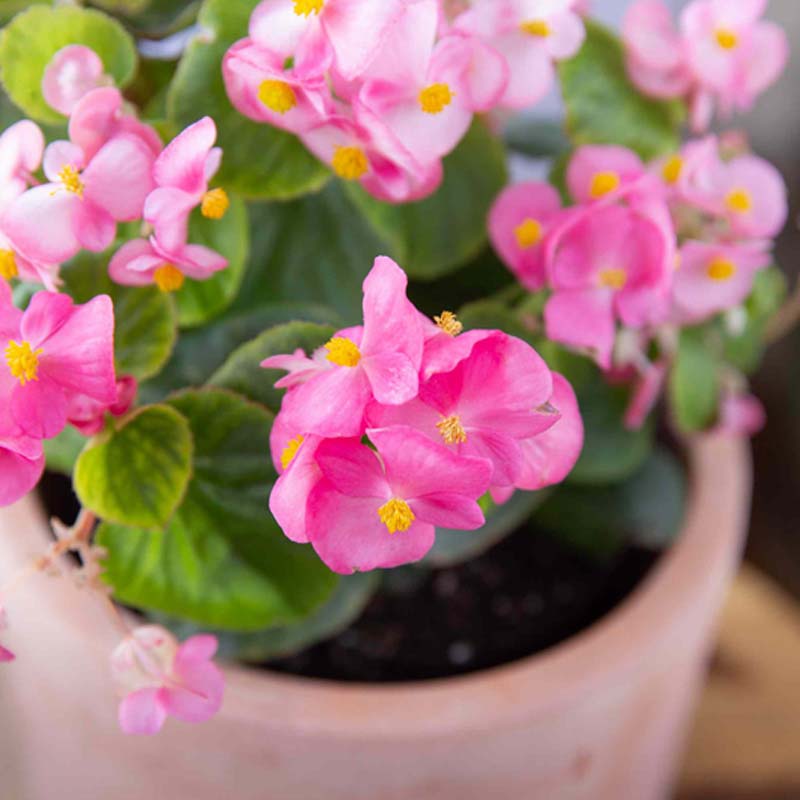 Begonia Planting Seeds For Vibrant Blooms Flower