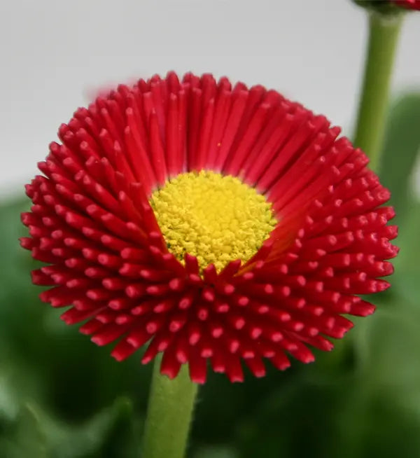 Red Bellis Flower seeds for Planting - Bright Blooms, Heirloom & GMO Free Seeds for Home Garden
 
 Sale seeds for home garden