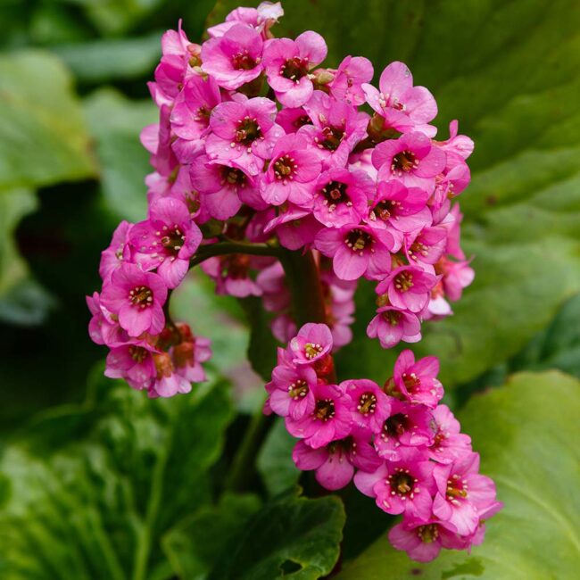 Bergenia (Bergenia Flower) seeds for planting in home garden