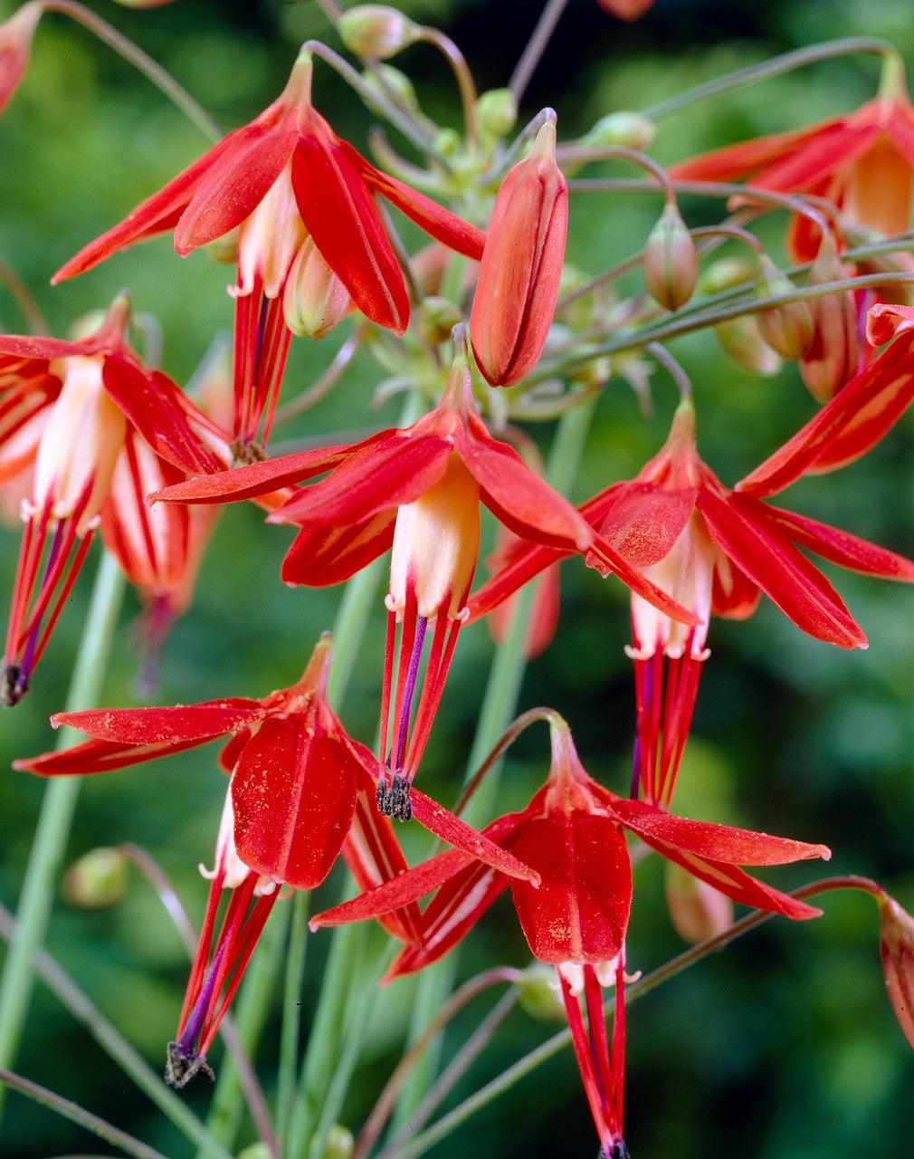 Orange Coral Drops Flower seeds for Planting - Vibrant Colors, Heirloom & GMO Free Seeds for Home Garden
 
 Sale seeds for planting in home garden