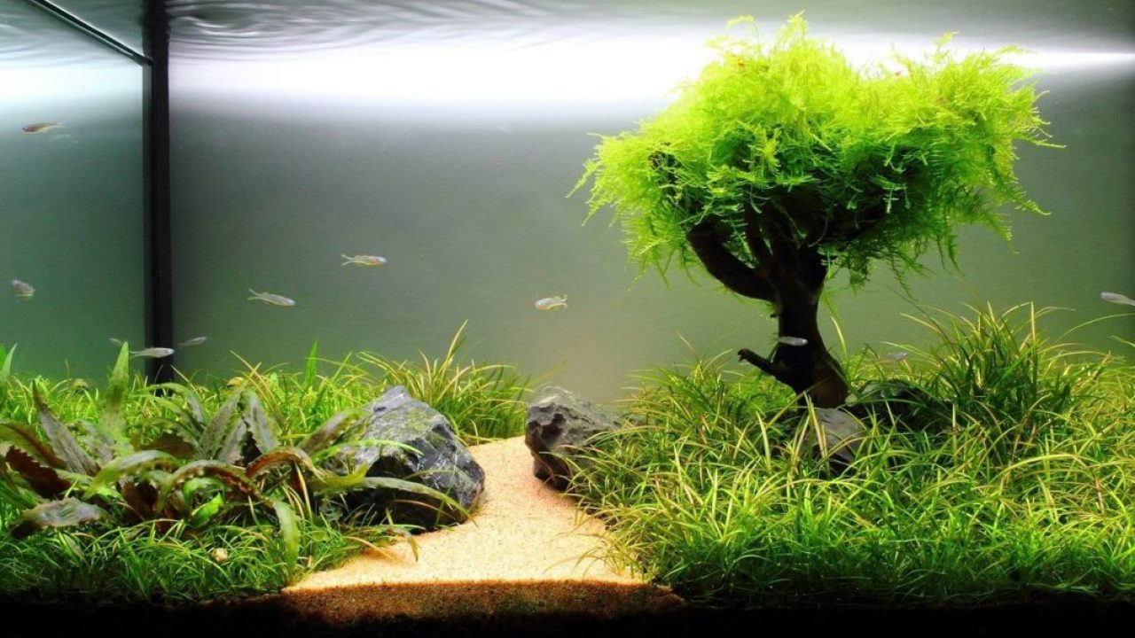 Aquarium Plant Seeds For Aquatic Gardening Seeds