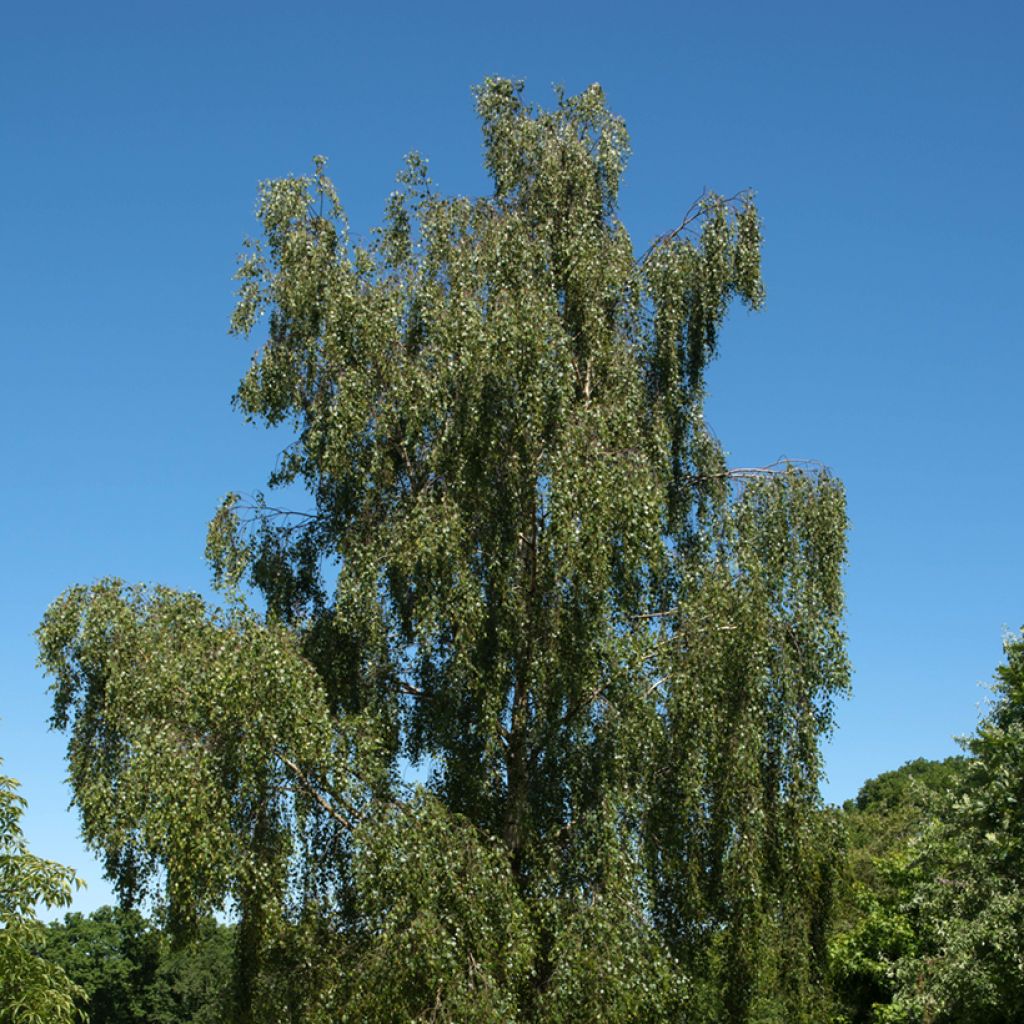 Planting Majestic Betula Seeds Plant Seeds