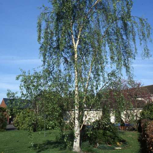 Planting Majestic Betula Seeds Plant Seeds