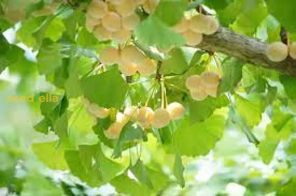 Plant Biloba Ginkgo Seeds for an elegant, resilient tree in your garden.