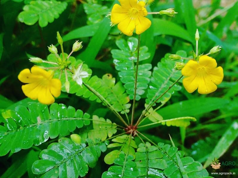 Biophytum miniature plant seeds for collectors