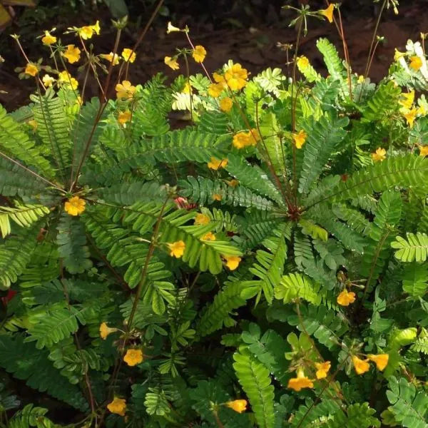 Biophytum plant seeds collection for planting