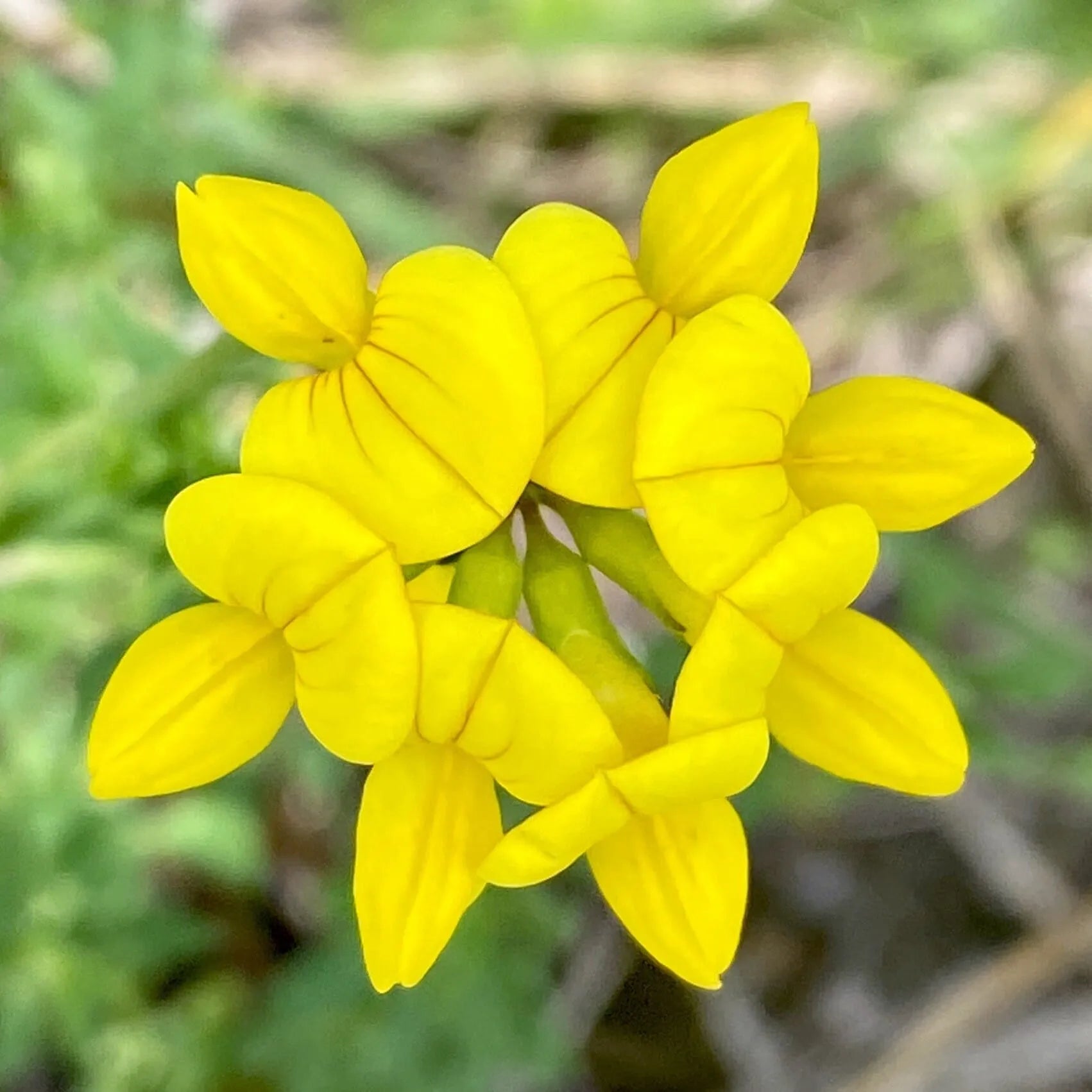 Yellow Trefoil Flower Seeds Planting Bright