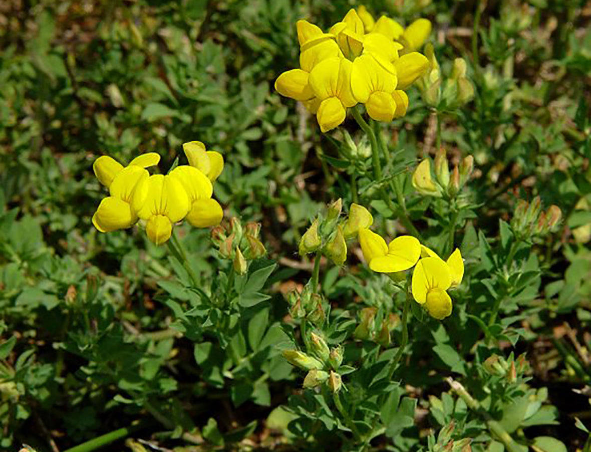 Yellow Trefoil Flower Seeds Planting Bright